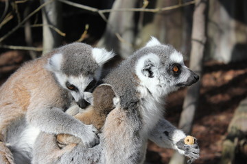 Family of ring tailed Lemur and baby in Stockholm, Skansen