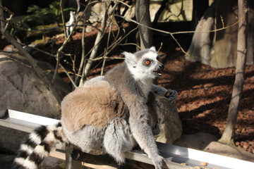 Family of ring tailed Lemur and baby in Stockholm, Skansen