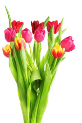 tulip flowers