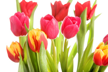 tulip flowers