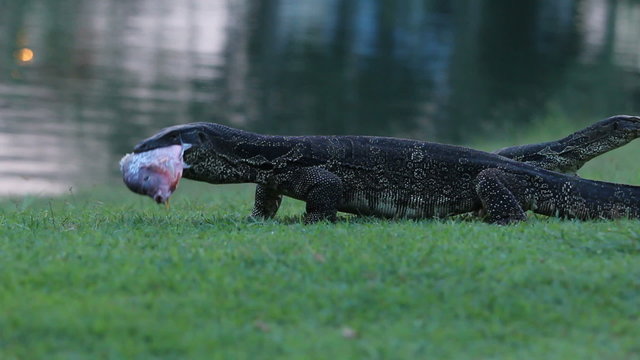 Monitor Lizard hunt