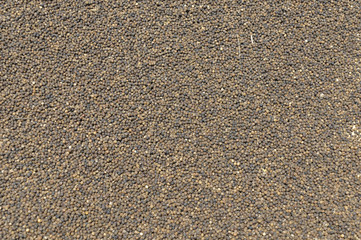 Echter Pfeffer, Piper Nigrum