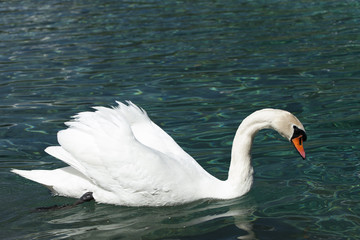 huge white swan swimming in lake at wonderful summer day