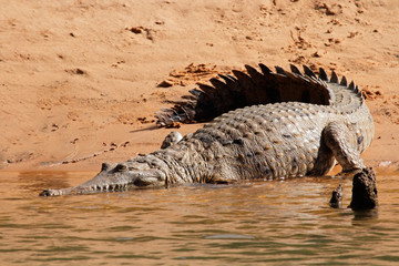 Freshwater crocodile, Australia