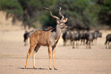 A big male kudu antelope