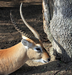 portrait de antilope waterbuck