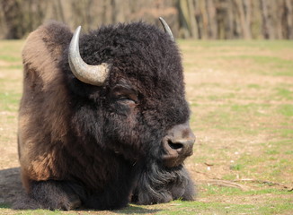 grand bison d'amérique couché