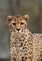portrait du guépard à l'affut