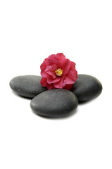 Red camellia and stones