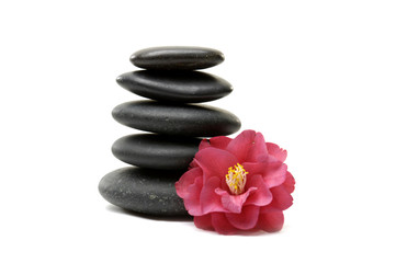 Red camellia and spa black stones isolated