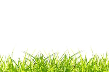 Fototapeta premium Grass isolate on white background