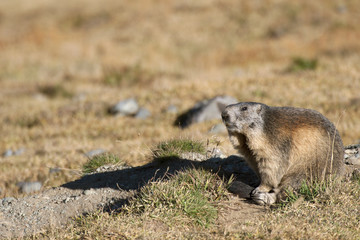 Marmot in the summer mountain