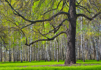 Spring wood