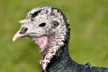 Profile portrait female turkey (Meleagris)