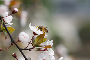 peach blossom and bee