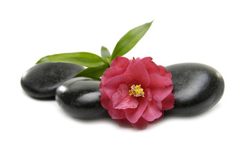 Red camellia and stones and green bamboo