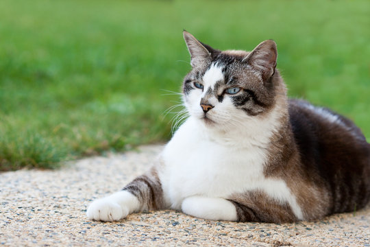 Chat au jardin