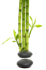 Fototapeta na wymiar młody zielony liść bambusa z zagajnika i kamieni