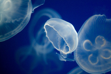 Beautiful white and transparent jellyfish