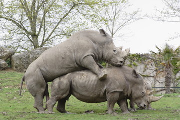 Fototapeta premium Rhinocéros blanc