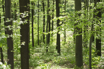 Fototapeta na wymiar Wiosna w lesie