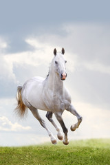 white stallion