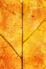 leaf texture grunge style