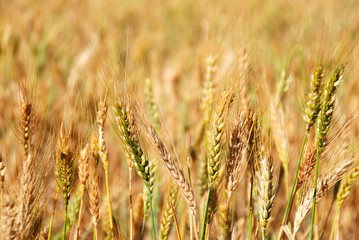 ABSTRACTO, TRIGAL, CEREALES