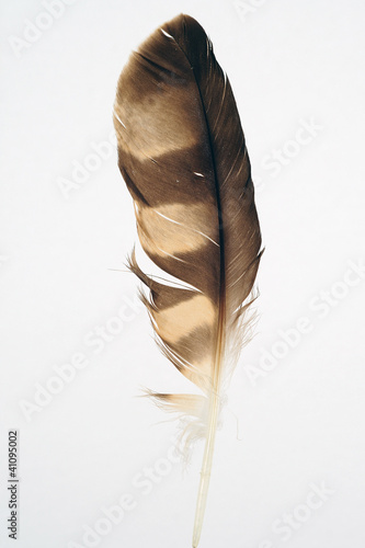Pluma De Ave Escritura Wikipedia La Enciclopedia Libre Aislado De La Acuarela única Azul Marino Turquesa Pluma De Ave