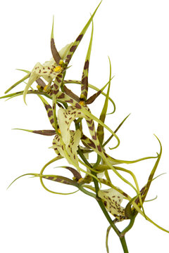 Fototapeta Brasiia maculata