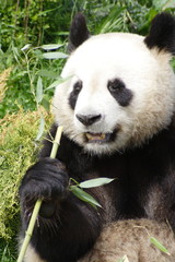 Obraz premium Panda