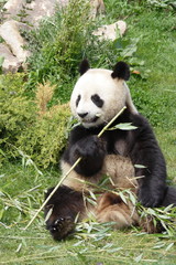 Fototapeta premium Panda