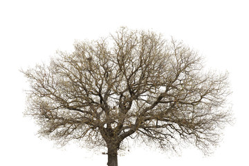 Lonely tree on white background