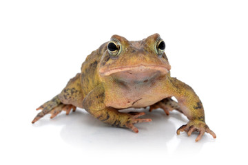 Toad