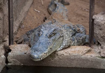 Abwaschbare Fototapete Krokodil A crocodile