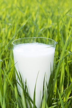 Fresh milk over green grass background