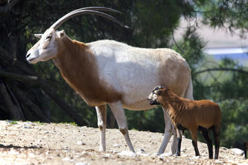 Orice dalle corna a sciabola