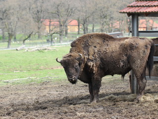 Wisentbulle 