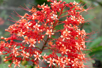 Rote Blüte von einer Jatropha