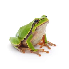 Printed roller blinds Frog Tree frog