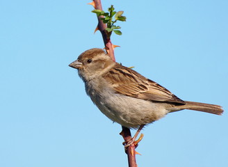 House Sparrow on branch, Passer domesticus