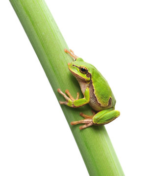 frog sitting on a stem
