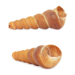 Set of Sea shell. Hight res. All in focus. Isolated on white