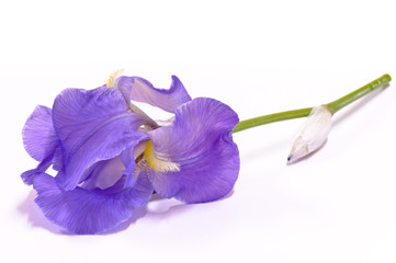 Giaggiolo - Iris