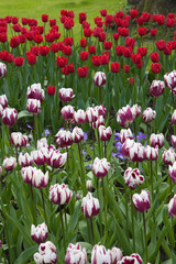 Girdino di fiori in città