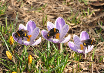 bumblebee  on crocuses