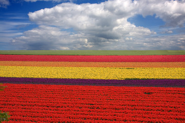 Campi Olandesi con fiori