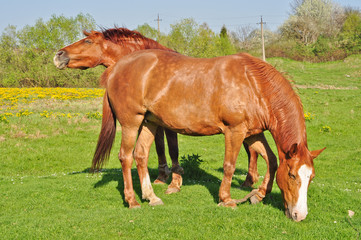 Fototapeta premium Two brown horses grazing