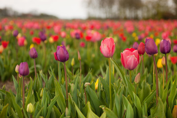 Colorful fields with Tulips