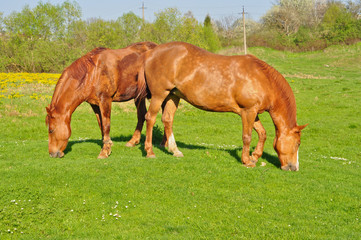 Two brown horses grazing